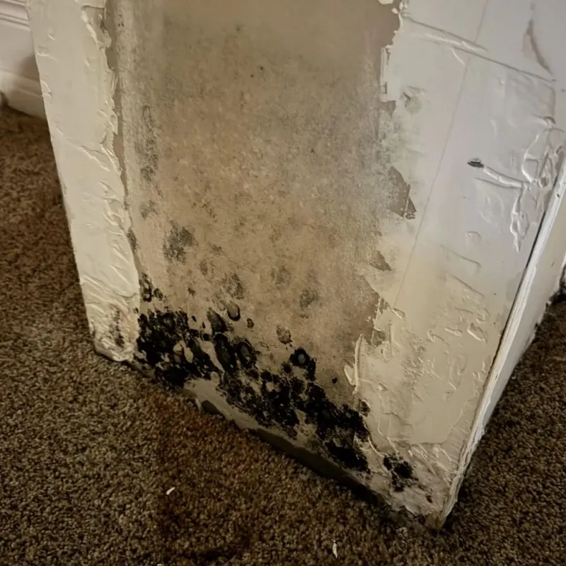 Professional Mold Removal in Easthampton, MA